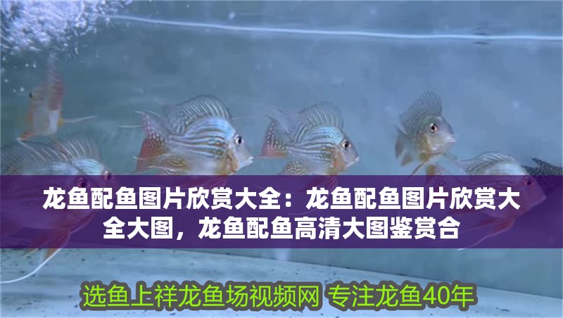 龍魚配魚圖片欣賞大全：龍魚配魚圖片欣賞大全大圖，龍魚配魚高清大圖鑒賞合