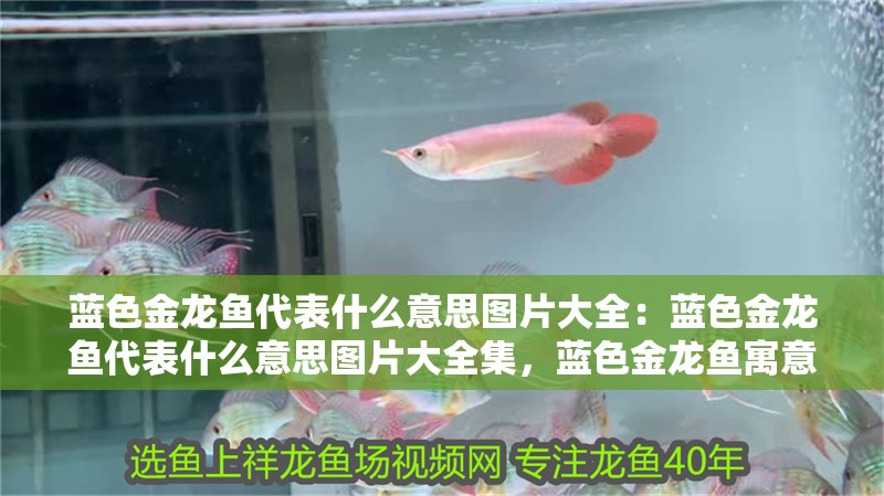 藍色金龍魚代表什么意思圖片大全：藍色金龍魚代表什么意思圖片大全集，藍色金龍魚寓意解析及圖片大全
