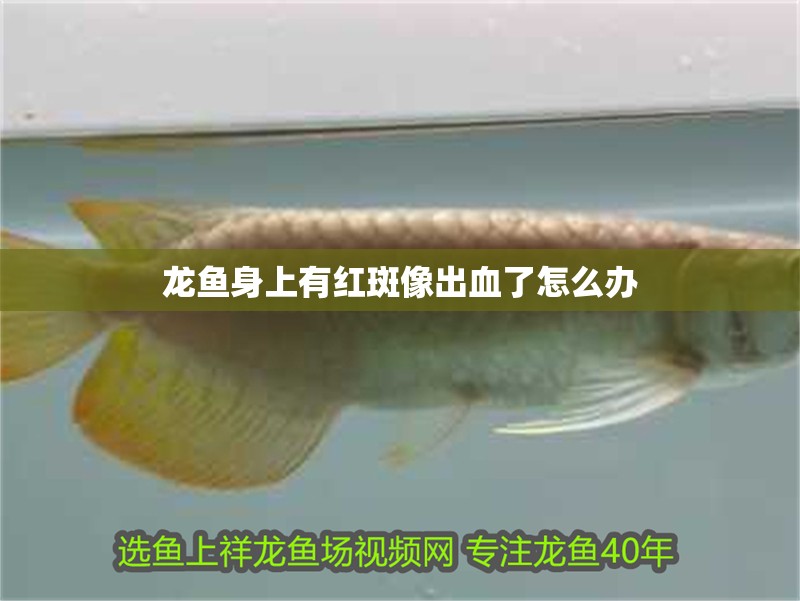龍魚身上有紅斑像出血了怎么辦