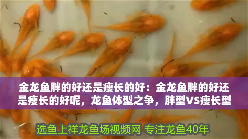 金龍魚胖的好還是瘦長的好:金龍魚胖的好還是瘦長的好呢,龍魚體型之爭,胖型VS瘦長型,哪種更 水族問答 金龍魚胖的好還是瘦長的好:金龍魚胖的好還是瘦長的好呢,龍魚體型之爭,胖型VS瘦長型,哪種更 金龍魚胖的好還是瘦長的好:金龍魚胖的好還是瘦長的好呢,龍魚體型之爭,胖型VS瘦長型,哪種更 水族問答