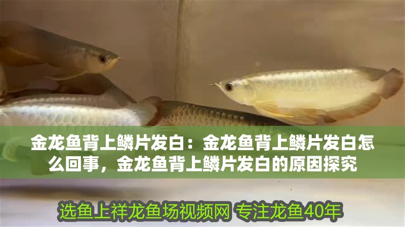 金龍魚背上鱗片發白：金龍魚背上鱗片發白怎么回事，金龍魚背上鱗片發白的原因探究