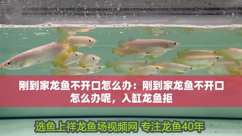 剛到家龍魚不開口怎么辦：剛到家龍魚不開口怎么辦呢，入缸龍魚拒