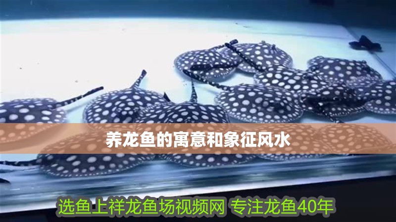 養龍魚的寓意和象征風水