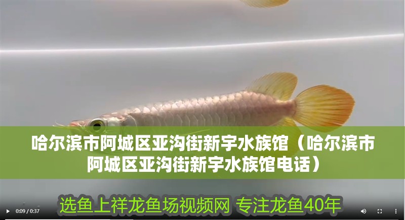 哈爾濱市阿城區(qū)亞溝街新宇水族館（哈爾濱市阿城區(qū)亞溝街新宇水族館電話）