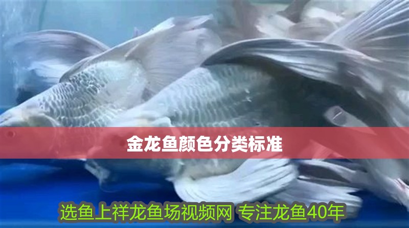 金龍魚顏色分類標準