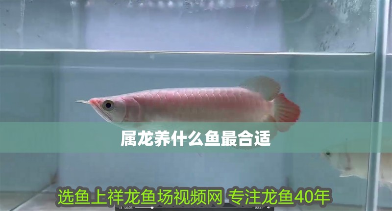 屬龍養什么魚最合適