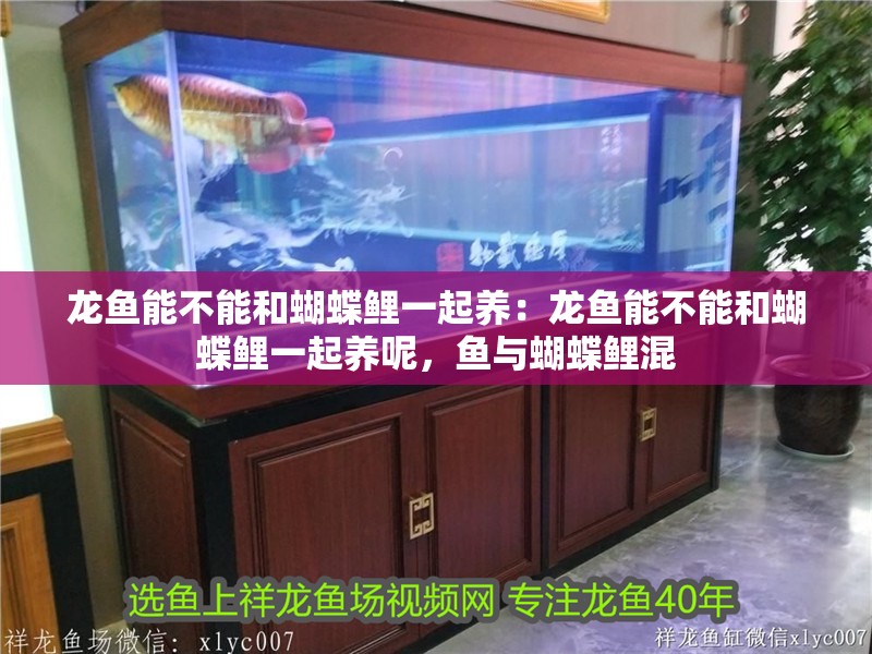龍魚能不能和蝴蝶鯉一起養(yǎng)：龍魚能不能和蝴蝶鯉一起養(yǎng)呢，魚與蝴蝶鯉混
