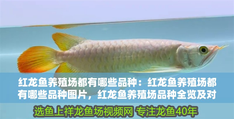 紅龍魚養殖場都有哪些品種：紅龍魚養殖場都有哪些品種圖片，紅龍魚養殖場品種全覽及對應