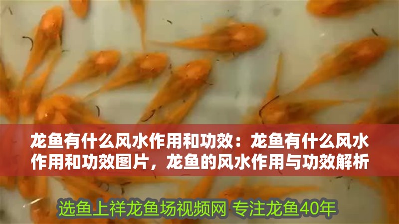 龍魚(yú)有什么風(fēng)水作用和功效：龍魚(yú)有什么風(fēng)水作用和功效圖片，龍魚(yú)的風(fēng)水作用與功效解析及