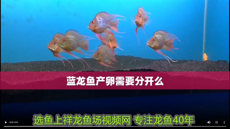 藍龍魚產卵需要分開么