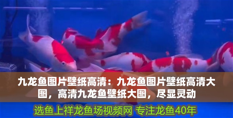 九龍魚圖片壁紙高清：九龍魚圖片壁紙高清大圖，高清九龍魚壁紙大圖，盡顯靈動