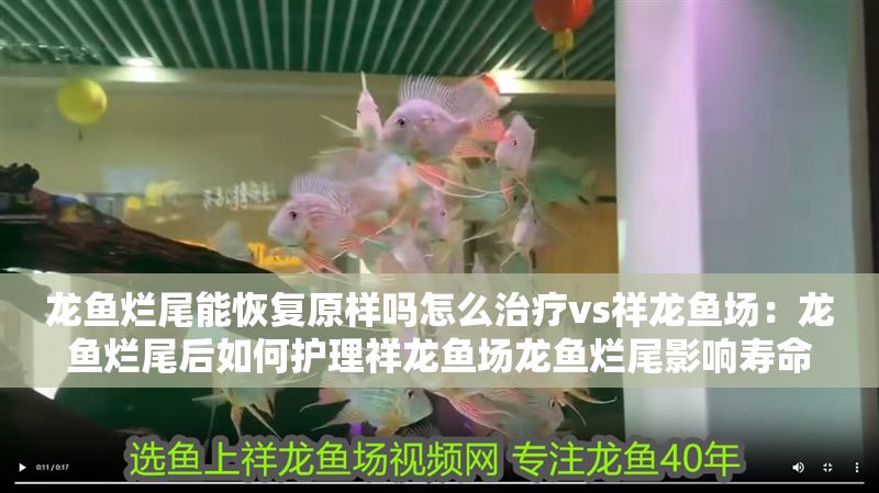 龍魚爛尾能恢復原樣嗎怎么治療vs祥龍魚場：龍魚爛尾后如何護理祥龍魚場龍魚爛尾影響壽命嗎
