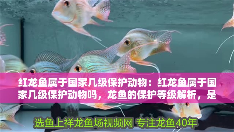 紅龍魚屬于國家幾級保護動物:紅龍魚屬于國家幾級保護動物嗎,龍魚的保護等級解析,是否被列為國家幾級保護動物? 水族問答 紅龍魚屬于國家幾級保護動物:紅龍魚屬于國家幾級保護動物嗎,龍魚的保護等級解析,是否被列為國家幾級保護動物? 紅龍魚屬于國家幾級保護動物:紅龍魚屬于國家幾級保護動物嗎,龍魚的保護等級解析,是否被列為國家幾級保護動物? 水族問答