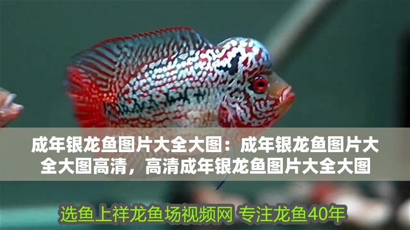 成年銀龍魚圖片大全大圖：成年銀龍魚圖片大全大圖高清，高清成年銀龍魚圖片大全大圖