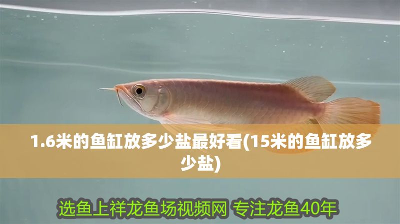 1.6米的魚缸放多少鹽最好看(15米的魚缸放多少鹽)
