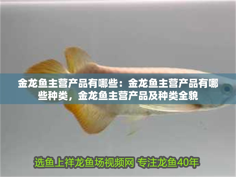 金龍魚主營產品有哪些：金龍魚主營產品有哪些種類，金龍魚主營產品及種類全貌