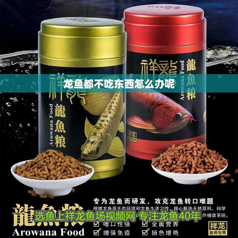 龍魚都不吃東西怎么辦呢 龍魚都不吃東西怎么辦呢 龍魚百科 第2張