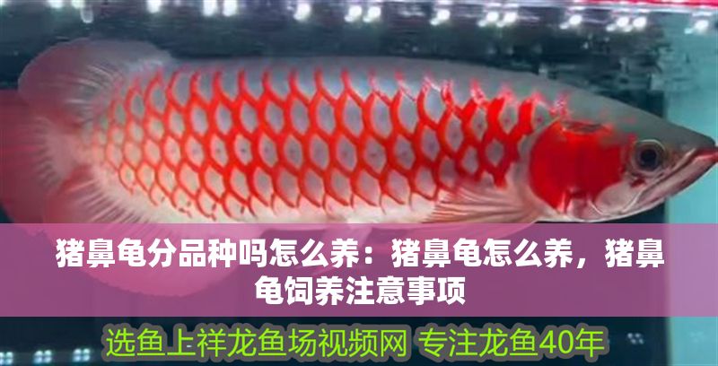 豬鼻龜分品種嗎怎么養：豬鼻龜怎么養，豬鼻龜飼養注意事項