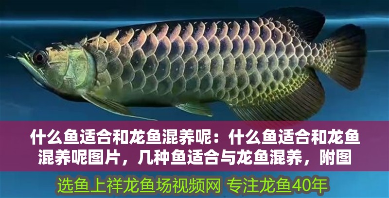 什么魚適合和龍魚混養呢：什么魚適合和龍魚混養呢圖片，幾種魚適合與龍魚混養，附圖