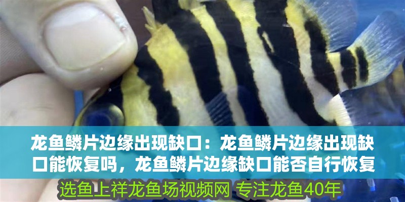 龍魚鱗片邊緣出現(xiàn)缺口：龍魚鱗片邊緣出現(xiàn)缺口能恢復嗎，龍魚鱗片邊緣缺口能否自行恢復？