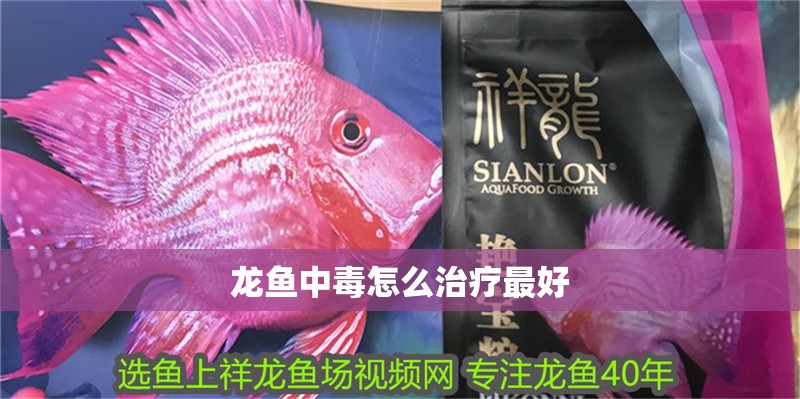 龍魚中毒怎么治療最好 龍魚中毒怎么治療最好 龍魚百科 第4張