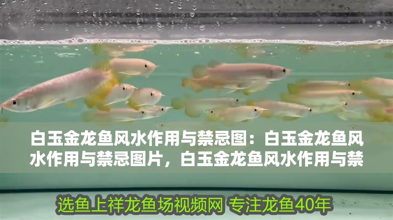 白玉金龍魚風(fēng)水作用與禁忌圖：白玉金龍魚風(fēng)水作用與禁忌圖片，白玉金龍魚風(fēng)水作用與禁忌全