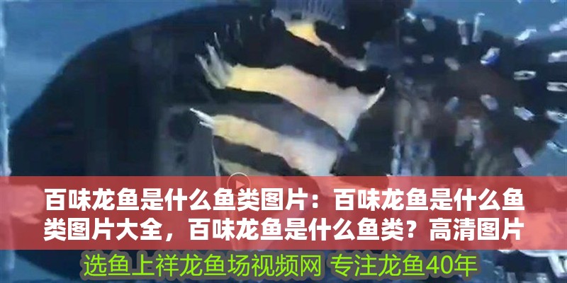 百味龍魚是什么魚類圖片：百味龍魚是什么魚類圖片大全，百味龍魚是什么魚類？高清圖片