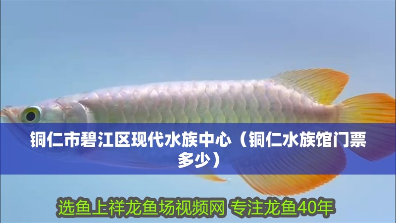 銅仁市碧江區現代水族中心（銅仁水族館門票多少）