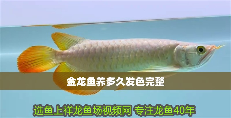 金龍魚養多久發色完整