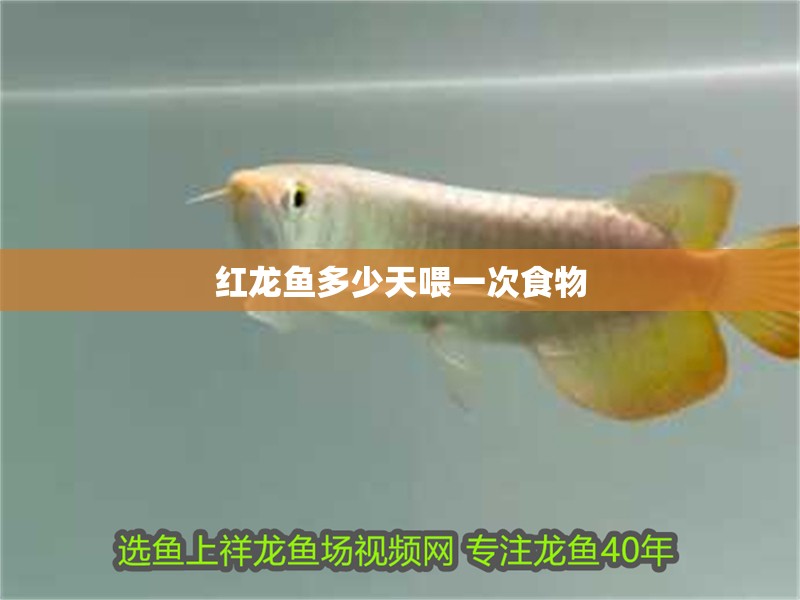 紅龍魚多少天喂一次食物