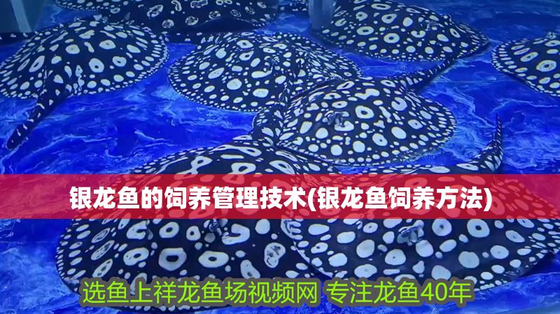 銀龍魚的飼養(yǎng)管理技術(shù)(銀龍魚飼養(yǎng)方法)