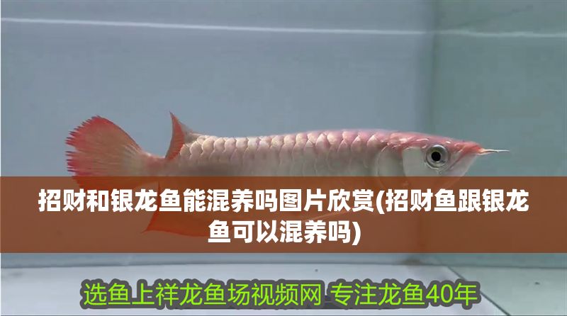 招財和銀龍魚能混養嗎圖片欣賞(招財魚跟銀龍魚可以混養嗎)