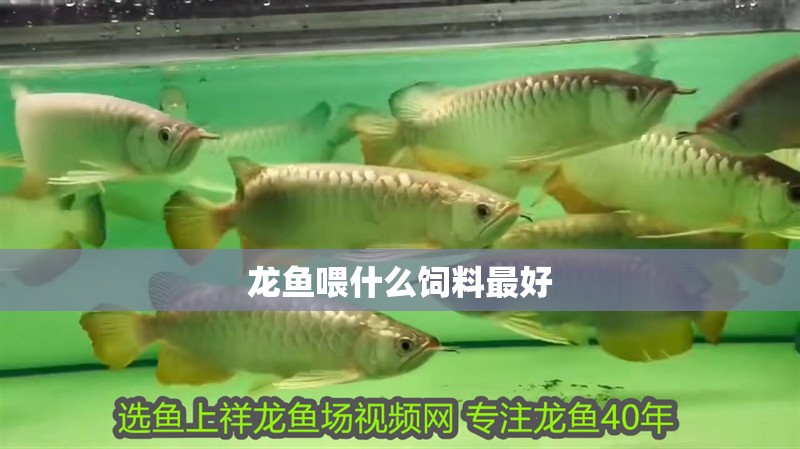 龍魚喂什么飼料最好