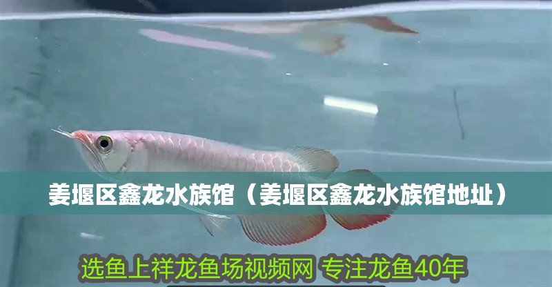 姜堰區(qū)鑫龍水族館（姜堰區(qū)鑫龍水族館地址）