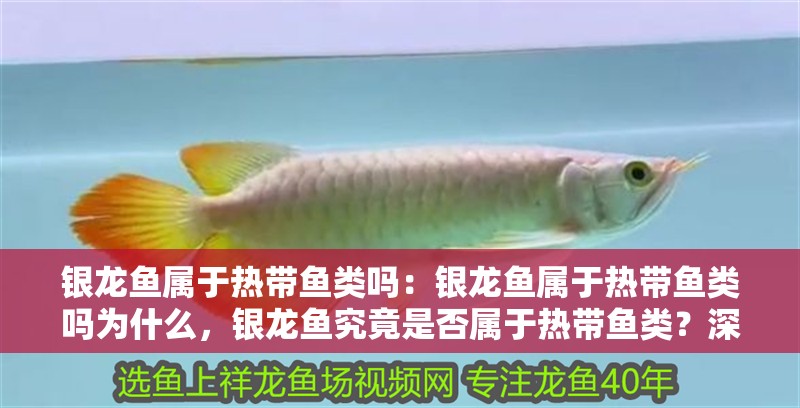 銀龍魚屬于熱帶魚類嗎：銀龍魚屬于熱帶魚類嗎為什么，銀龍魚究竟是否屬于熱帶魚類？深度解析其屬性成