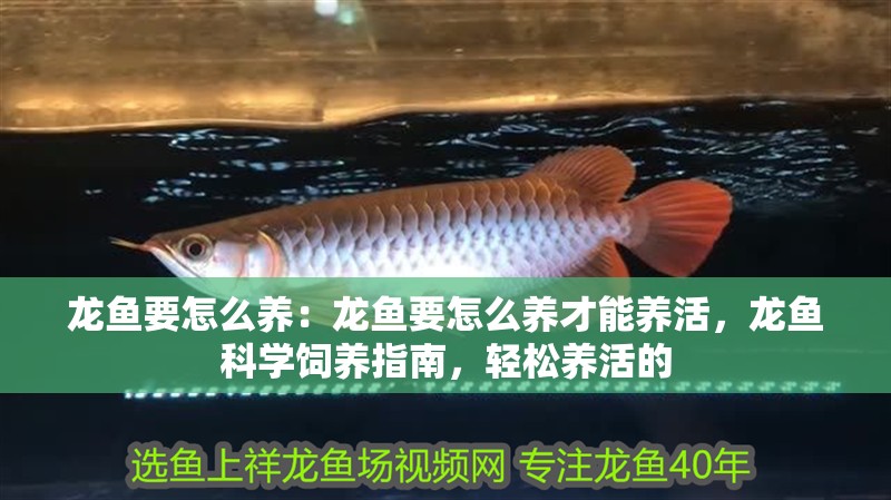 龍魚要怎么養(yǎng)：龍魚要怎么養(yǎng)才能養(yǎng)活，龍魚科學飼養(yǎng)指南，輕松養(yǎng)活的