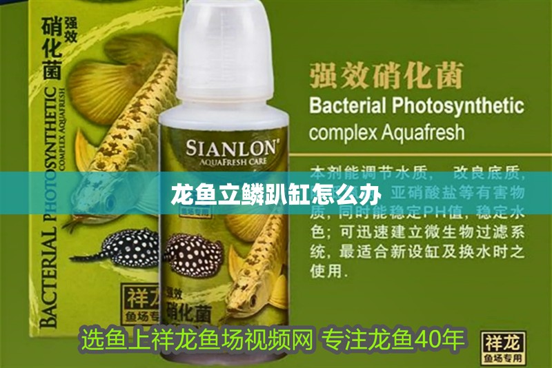 龍魚立鱗趴缸怎么辦