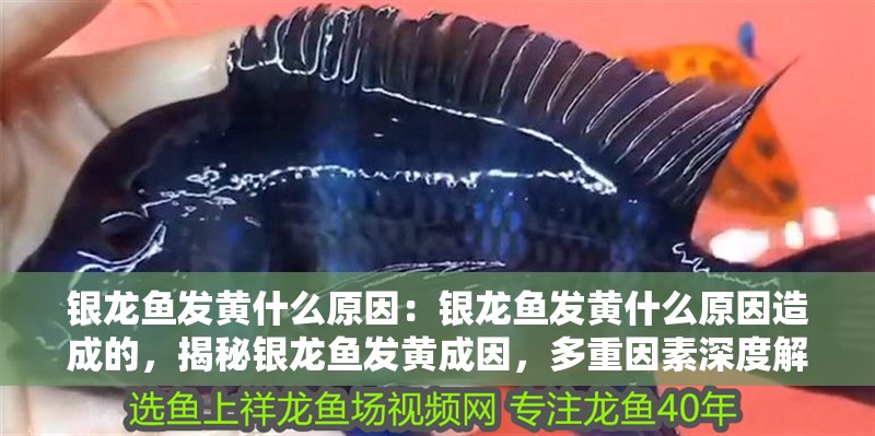 銀龍魚發(fā)黃什么原因：銀龍魚發(fā)黃什么原因造成的，揭秘銀龍魚發(fā)黃成因，多重因素深度解析