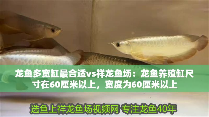 龍魚多寬缸最合適vs祥龍魚場：龍魚養殖缸尺寸在60厘米以上，寬度為60厘米以上