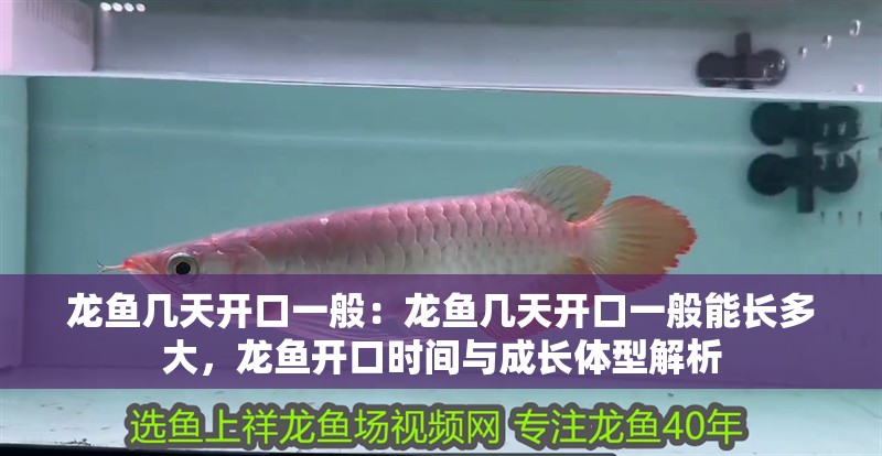 龍魚幾天開口一般：龍魚幾天開口一般能長(zhǎng)多大，龍魚開口時(shí)間與成長(zhǎng)體型解析
