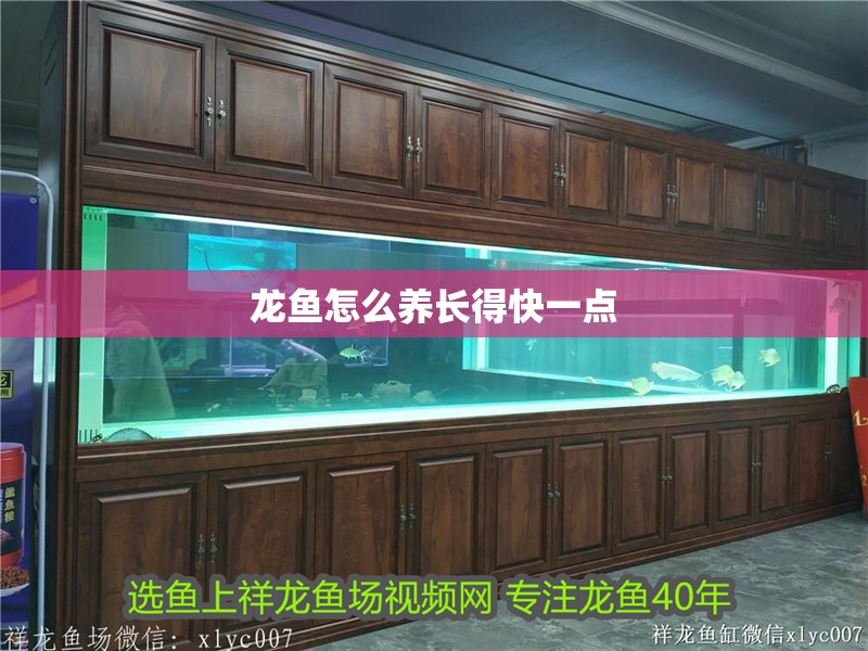 龍魚怎么養(yǎng)長(zhǎng)得快一點(diǎn)