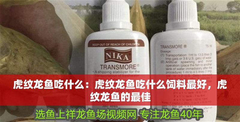 虎紋龍魚吃什么：虎紋龍魚吃什么飼料最好，虎紋龍魚的最佳
