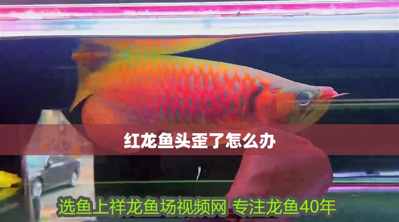 紅龍魚頭歪了怎么辦