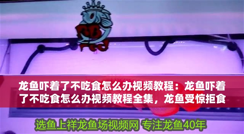 龍魚嚇著了不吃食怎么辦視頻教程：龍魚嚇著了不吃食怎么辦視頻教程全集，龍魚受驚拒食應對指南，視頻教程全集詳解