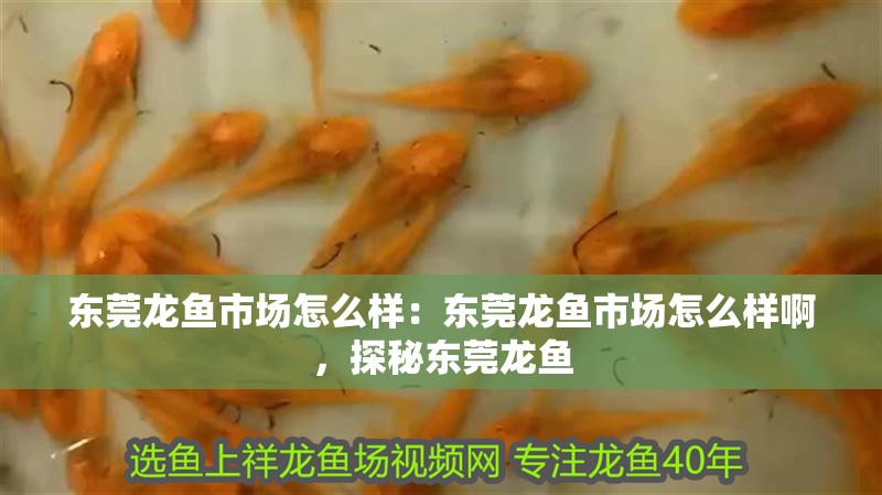 東莞龍魚市場怎么樣：東莞龍魚市場怎么樣啊，探秘東莞龍魚