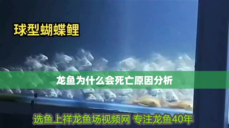 龍魚為什么會死亡原因分析
