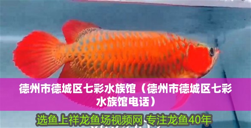 德州市德城區七彩水族館（德州市德城區七彩水族館電話）