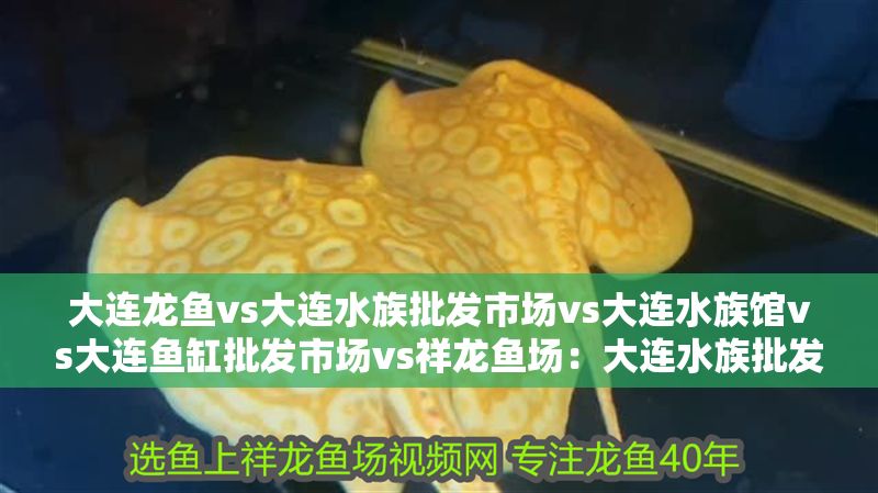 大連龍魚vs大連水族批發市場vs大連水族館vs大連魚缸批發市場vs祥龍魚場：大連水族批發市場