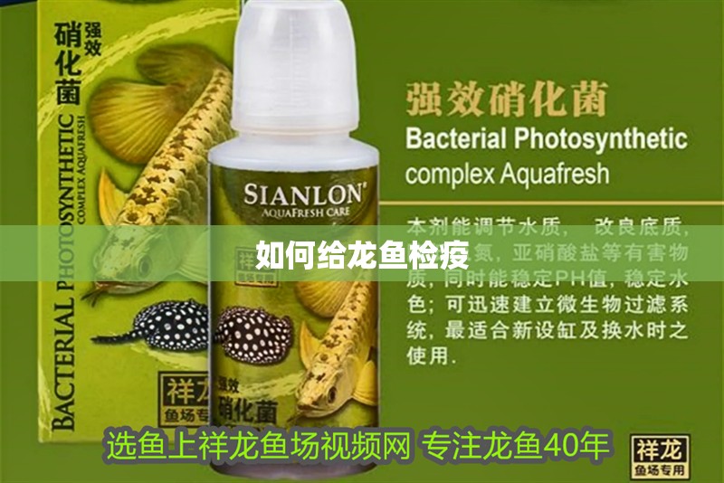 如何給龍魚檢疫