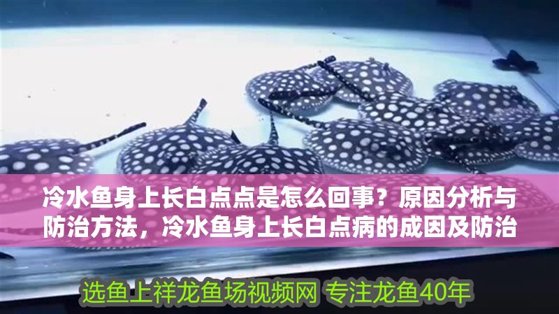 冷水魚身上長白點點是怎么回事？原因分析與防治方法，冷水魚身上長白點病的成因及防治措施解析